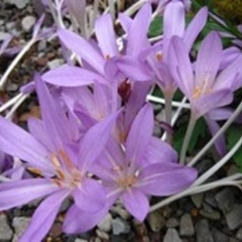 Colchicum cilicicum - Autumn Crocus