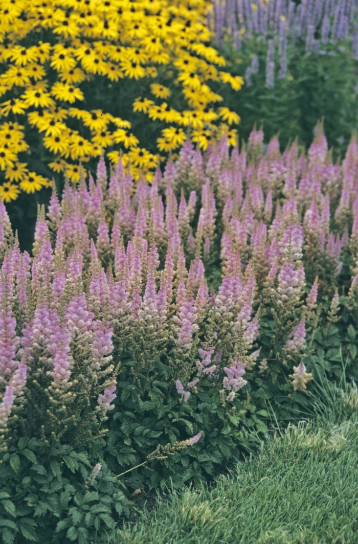 Astilbe-Chinese Dwarf - Astilbe chinensis 'Pumila' from EC Browns Nursery