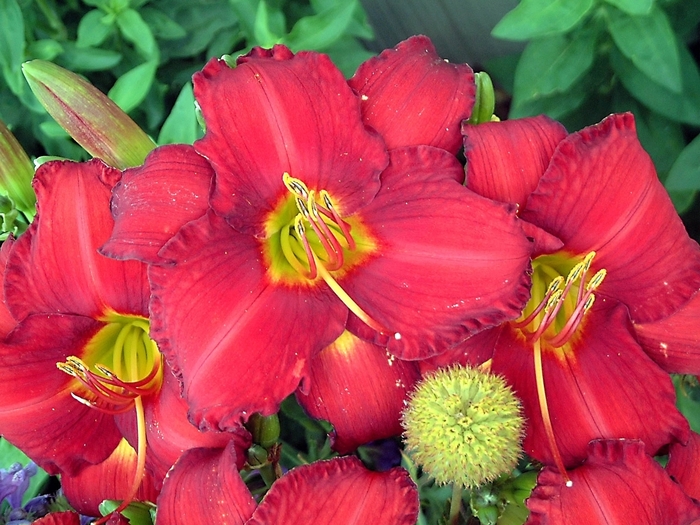 'Chicago Apache' Daylily - Hemerocallis from EC Browns Nursery
