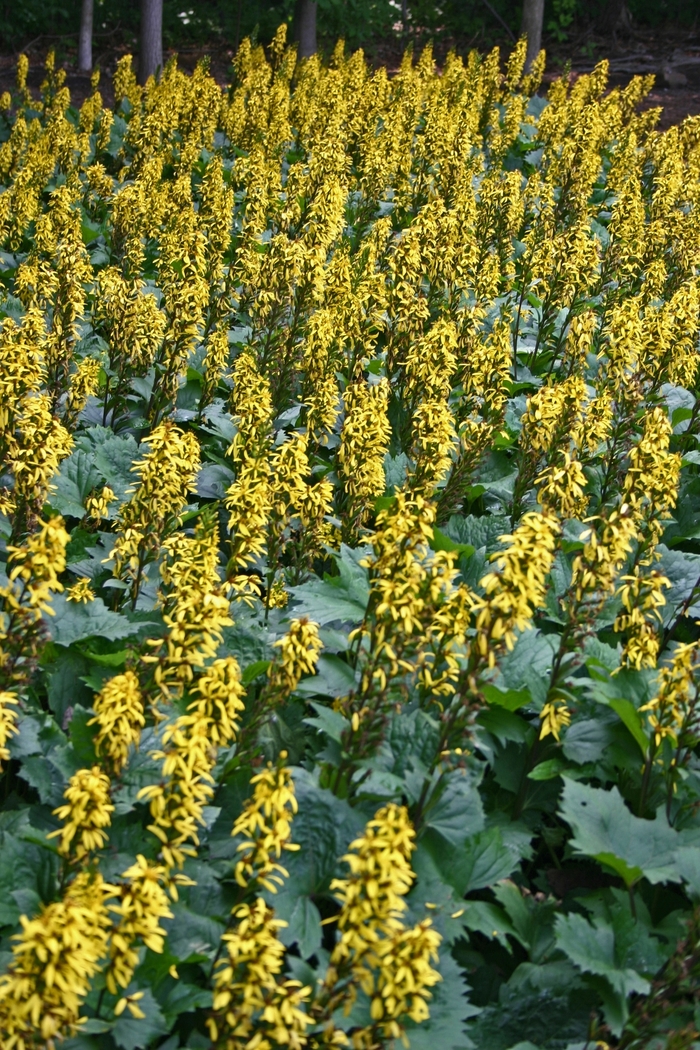 Ligularia - Ligularia stenocephala 'The Rocket' from EC Browns Nursery