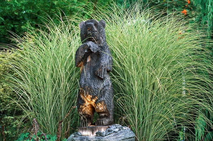 Maiden Grass - Miscanthus sinensis 'Morning Light' from EC Browns Nursery