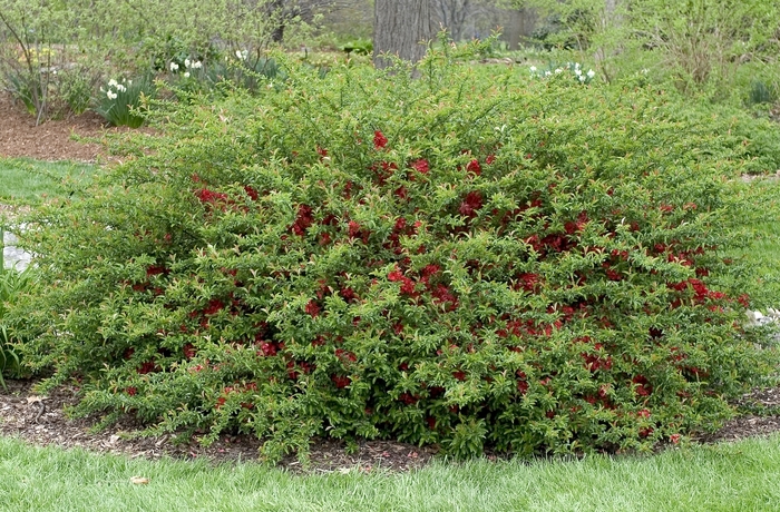 Flowering Quince - Chaenomeles x superba 'Texas Scarlet' from EC Browns Nursery