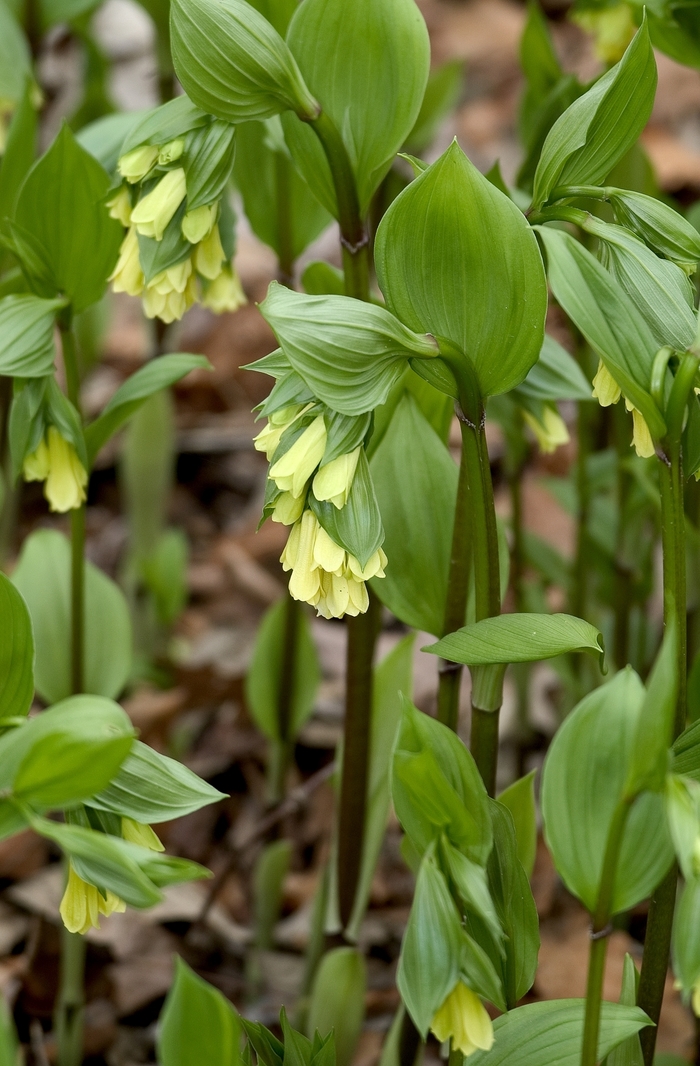 Yellow Fairy Bells - Disporum flavens from EC Browns Nursery