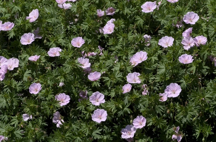 Bloody Cranesbill - Geranium sanguineum 'Striatum' from EC Browns Nursery