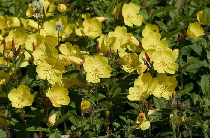 Youngii Lapsley Evening Primrose - Oenothera fruticosa 'Youngii Lapsley' (Evening Primrose) from EC Browns Nursery