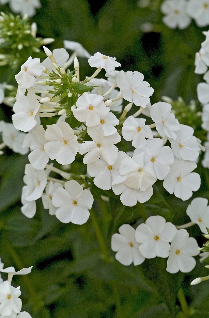 Meadow Phlox - Phlox maculata 'Miss Lingard' from EC Browns Nursery