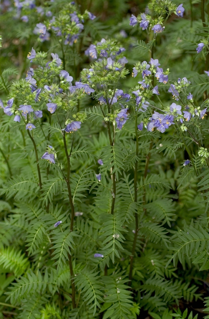 'Bressingham Purple' Jacob's Ladder - Polemonium yezoense from EC Browns Nursery