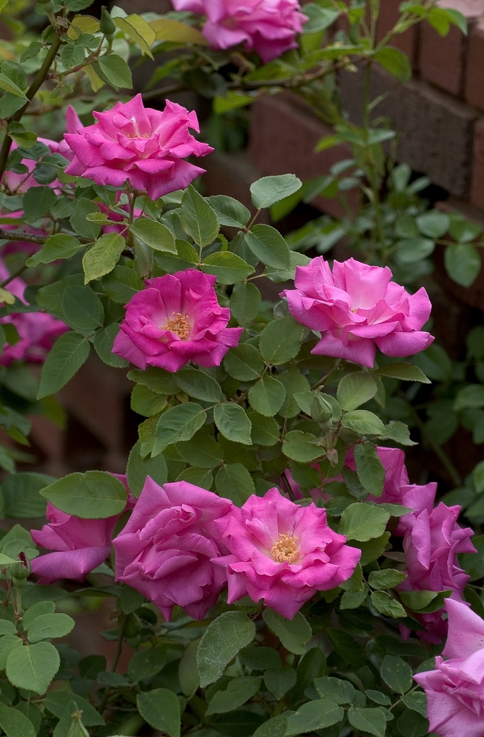 Zepherine Drouhin Rose - Rosa 'Zepherine Drouhin' (Rose) from EC Browns Nursery