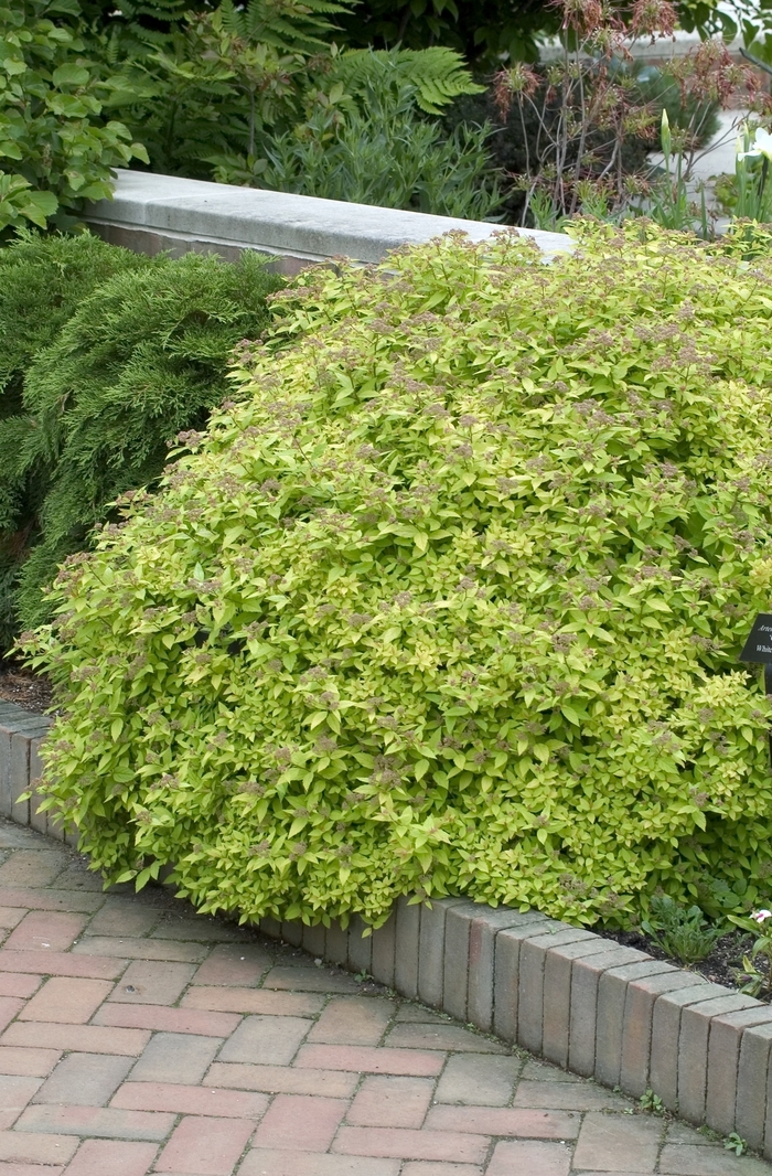 Dakota Goldcharm&reg; Spirea - Spiraea japonica 'Mertyann' from EC Browns Nursery