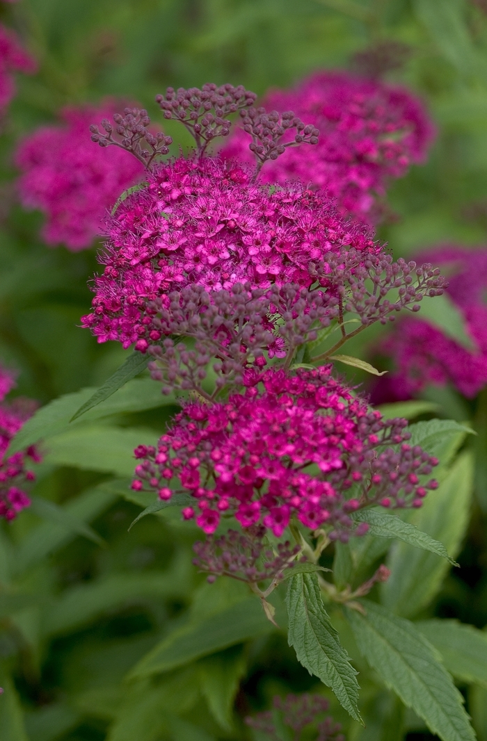 Neon Flash Japanese Spirea - Spiraea japonica 'Neon Flash' from EC Browns Nursery