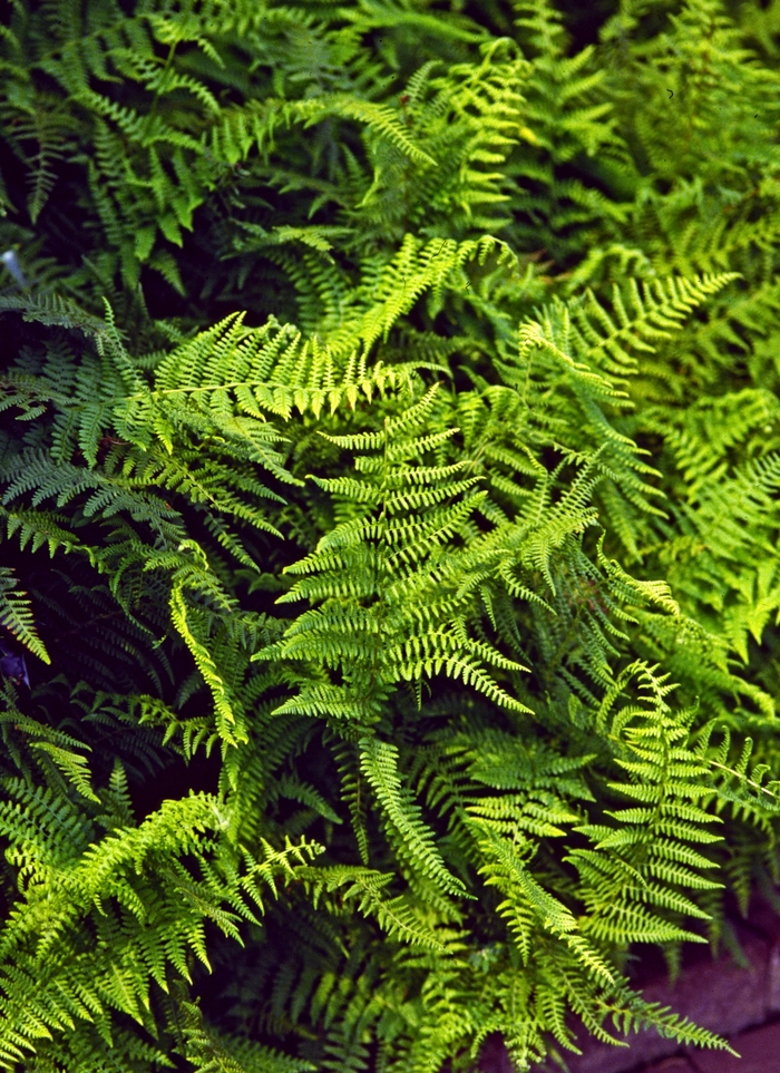 Hay Scented Fern - Dennstaedtia punctilobula from EC Browns Nursery
