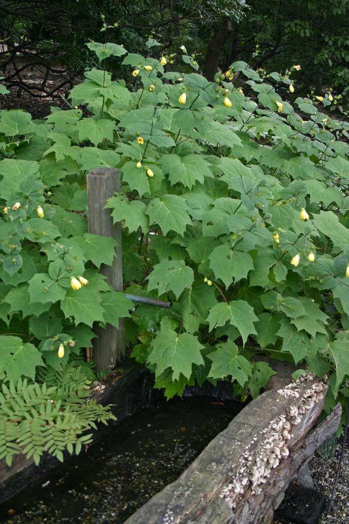 Yellow Waxbells - Kirengeshoma palmata from EC Browns Nursery