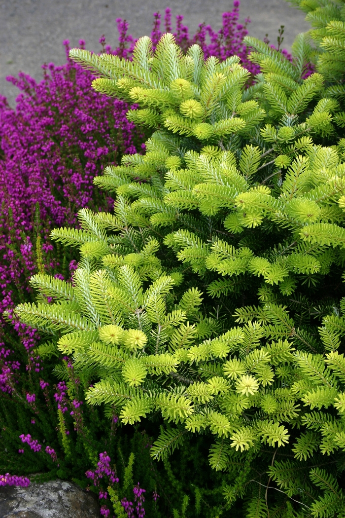 Korean Fir - Abies koreana 'Golden Glow from EC Browns Nursery