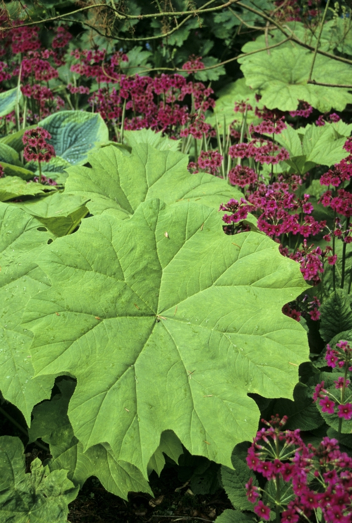 Shieldleaf Rodgersia - Astilboides tabularis from EC Browns Nursery