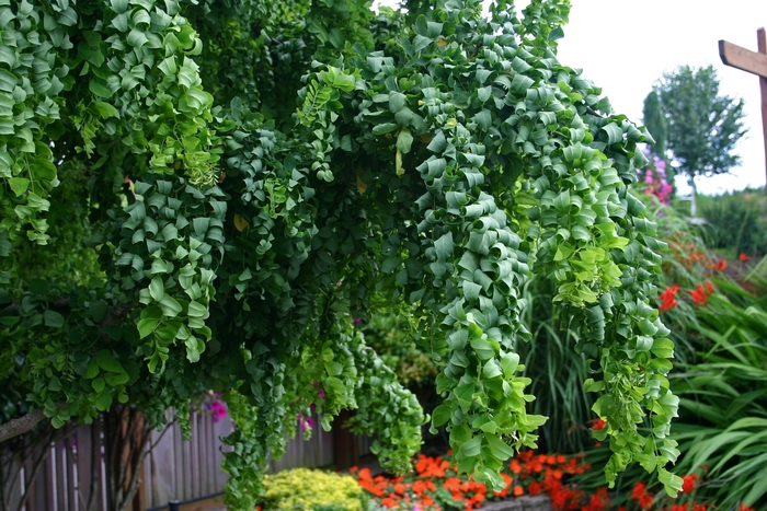 'Twisty Baby&trade;' Black Locust - Robinia pseudoacacia from EC Browns Nursery