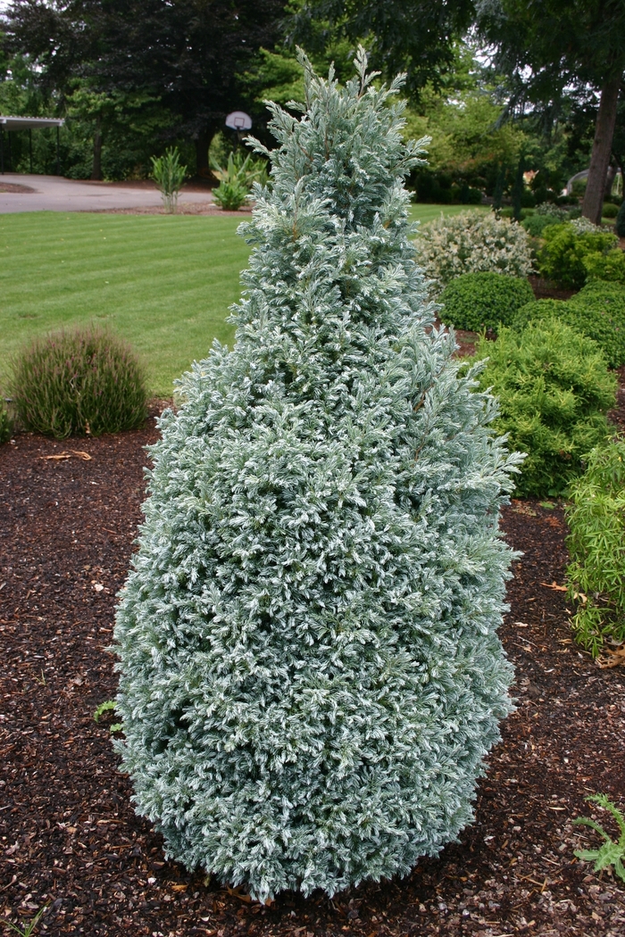 Japanese False Cypress - Chamaecyparis pisifera 'True Blue' from EC Browns Nursery