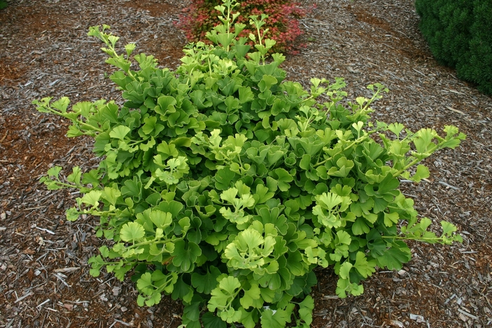 Ginkgo Tree - Ginkgo biloba 'Mariken' from EC Browns Nursery
