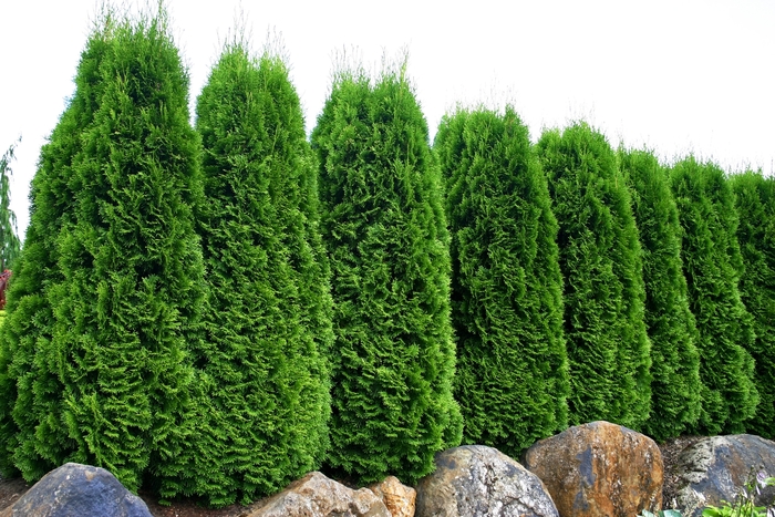  'Emerald Green' - Thuja occidentalis 'Smaragd from EC Browns Nursery