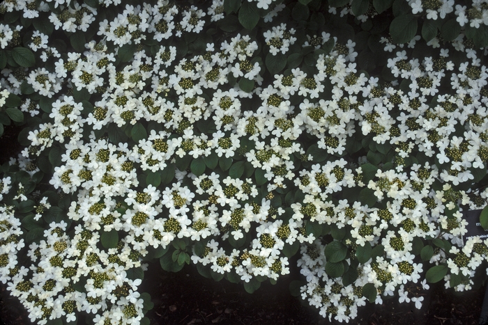 Doublefile Viburnum - Viburnum plicatum f. tomentosum from EC Browns Nursery