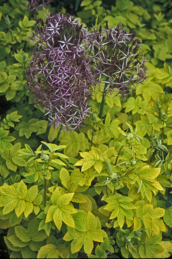 Meadowsweet - Filipendula ulmaria 'Aurea' from EC Browns Nursery