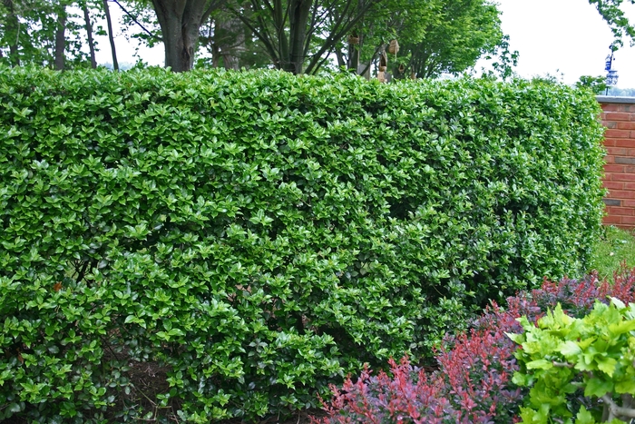 Blue Holly - Ilex meservae 'Blue Prince' from EC Browns Nursery