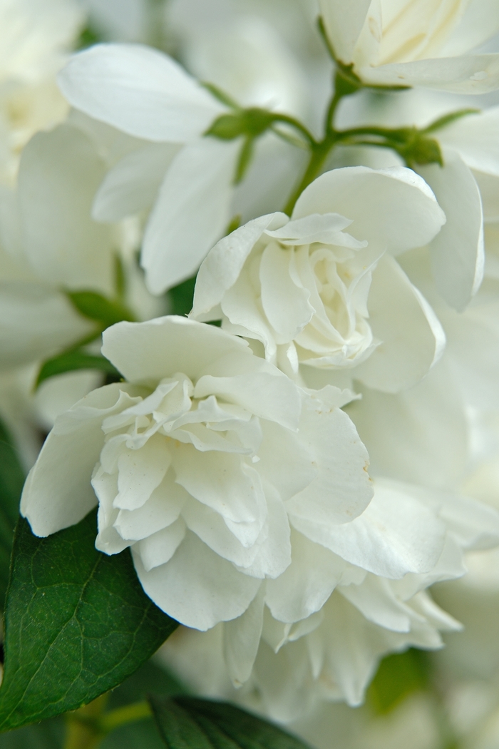 'Snowbelle' - Philadelphus hybrid from EC Browns Nursery