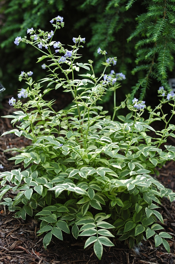 Jacob's Ladder - Polemonium reptans 'Stairway to Heaven' from EC Browns Nursery