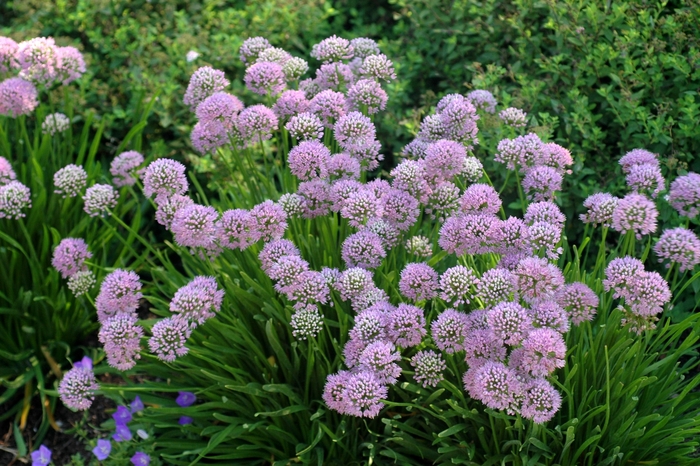 German garlic - Allium senescens from EC Browns Nursery