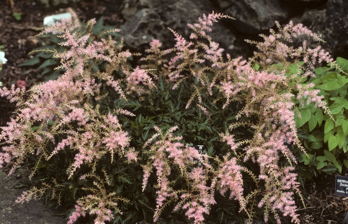 Astilbe-Dwarf Sprite - Astilbe simplicifolia 'Sprite' from EC Browns Nursery