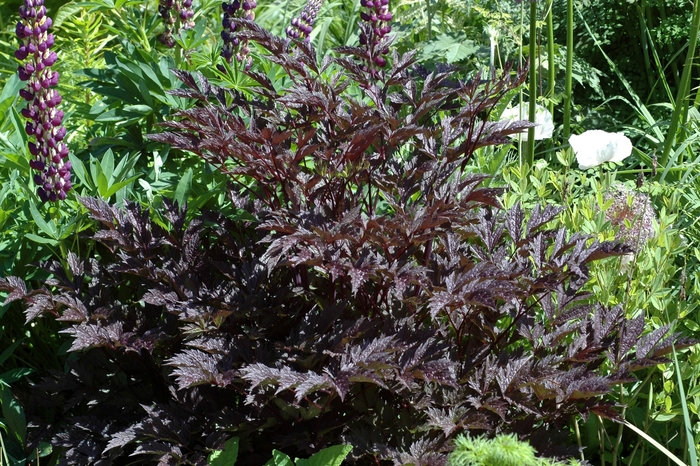 'James Compton' Branched Bugbane - Cimicifuga ramosa from EC Browns Nursery