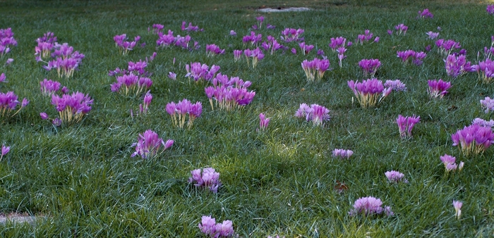 'Major' Autumn Crocus - Colchicum autumnale from EC Browns Nursery