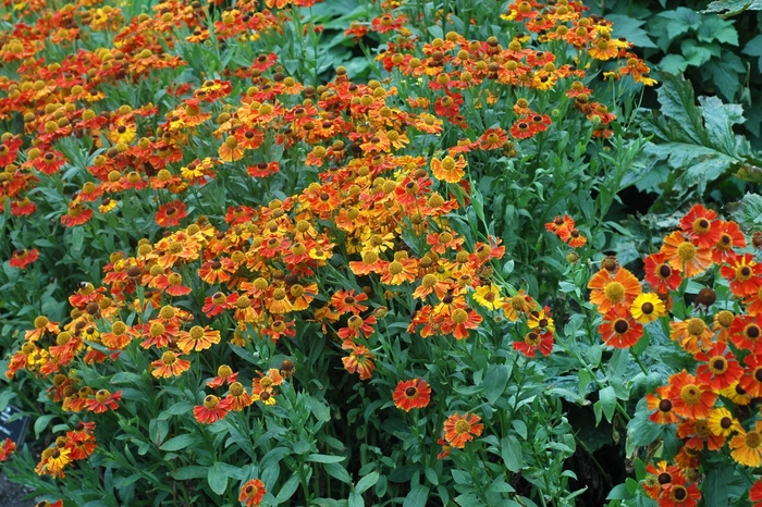 Helen flower - Helenium autumnale 'Moerheim Beauty' from EC Browns Nursery