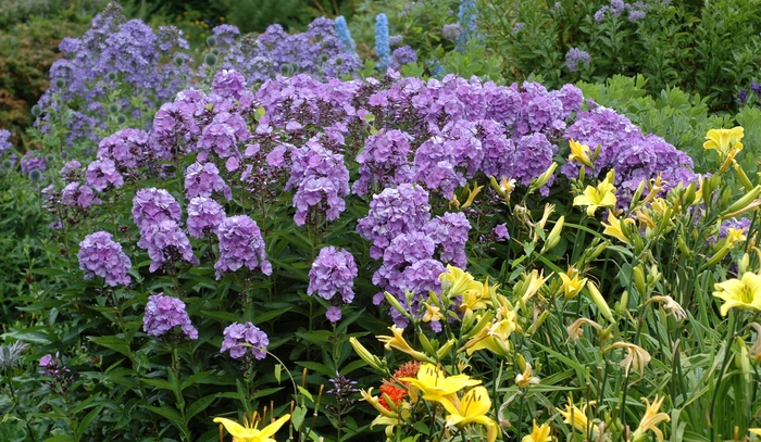 Garden phlox - Phlox paniculata 'Violet' from EC Browns Nursery