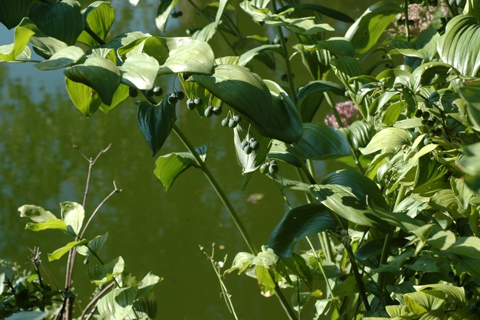Giant Solomon's Seal - Polygonatum commutatum from EC Browns Nursery