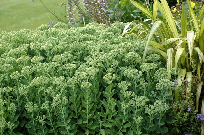 'Autumn Joy' - Sedum hybrid from EC Browns Nursery