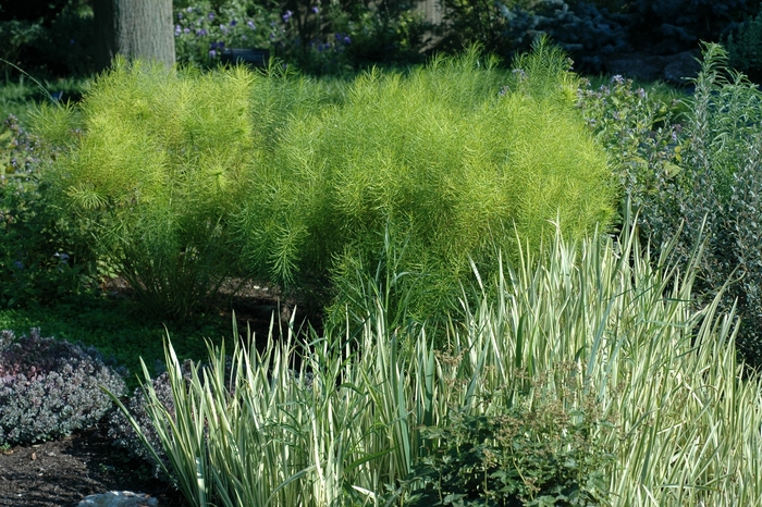 Variegata Sweet Iris - Iris pallida 'Variegata' (Sweet Iris) from EC Browns Nursery