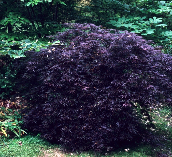 Crimson Queen Japanese Maple - Acer palmatum var. dissectum 'Crimson Queen' (Japanese Maple) from EC Browns Nursery