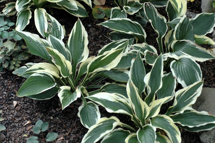 'Patriot' - Hosta (Plantain Lily) from EC Browns Nursery