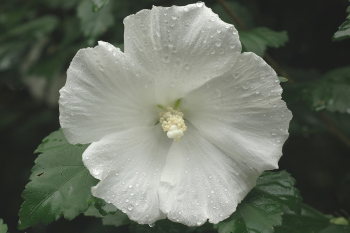 Diana Diana Rose of Sharon - Hibiscus syriacus 'Diana' (Diana Rose of Sharon) from EC Browns Nursery