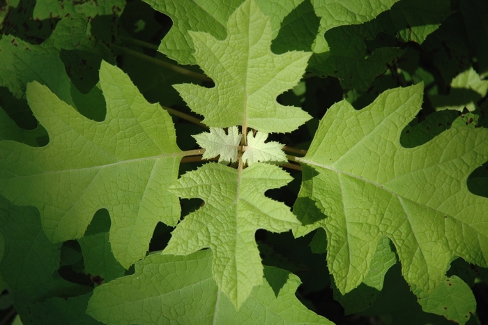 Little Honey Oakleaf Hydrangea - Hydrangea quercifolia 'Little Honey' from EC Browns Nursery