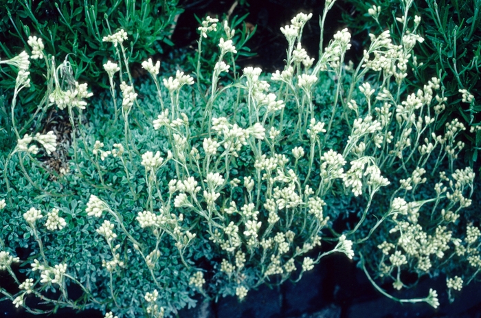 Pussy Toes - Antennaria dioica from EC Browns Nursery