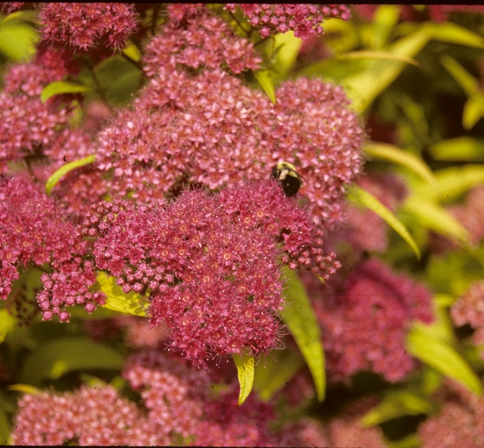 Gold Flame Spirea - Spiraea x bumalda 'Gold Flame' from EC Browns Nursery