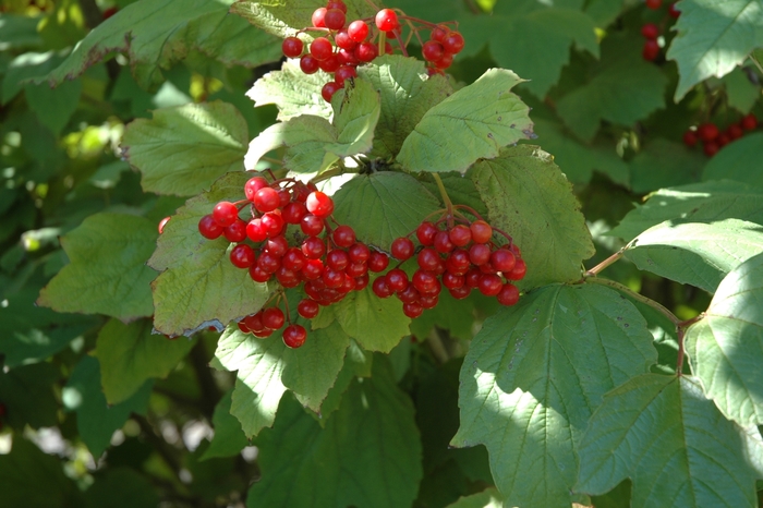 American Cranberry Viburnum - Viburnum trilobum from EC Browns Nursery