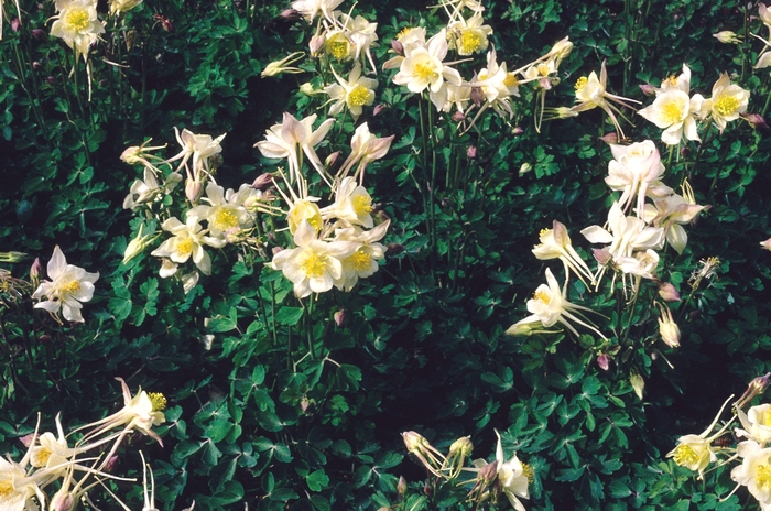 Columbine - Aquilegia 'Goldfinch' from EC Browns Nursery