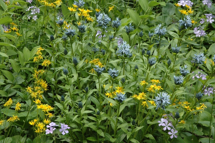 Solomon's Seal - Polygonatum biflorum from EC Browns Nursery