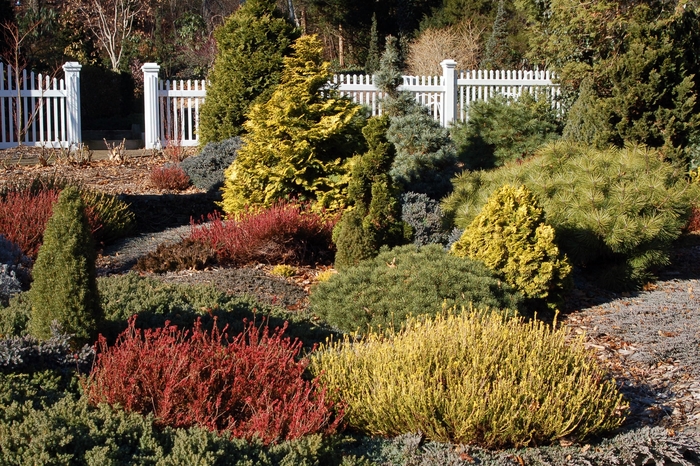 Aurea Hinoki Falsecypress - Chamaecyparis obtusa 'Aurea' (Hinoki Falsecypress) from EC Browns Nursery