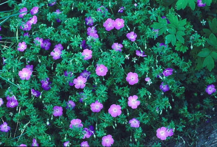 Bloody Cranesbill - Geranium sanguineum from EC Browns Nursery