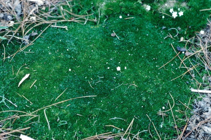 Pearlwort - Sagina subulata from EC Browns Nursery