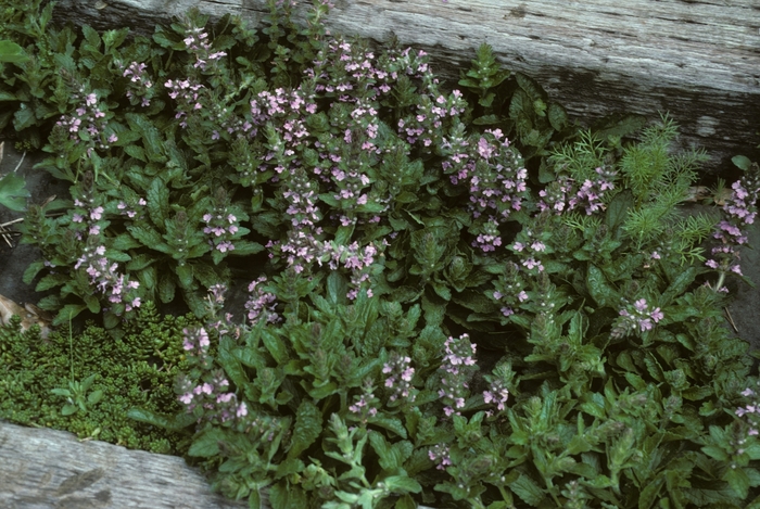 Geneva Bugle Weed - Ajuga genevensis 'Pink Beauty' from EC Browns Nursery