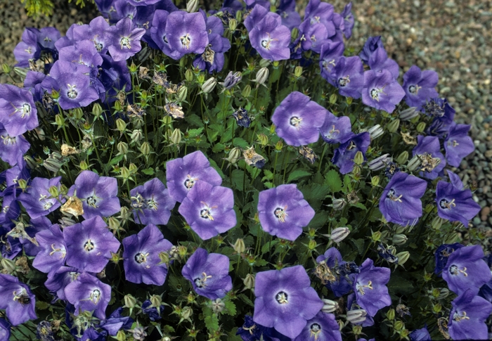 Bellflower - Campanula carpatica var. turbinata from EC Browns Nursery